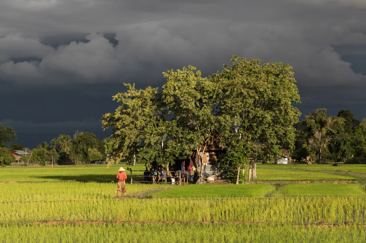A small house among green rice fields under a stormy sky